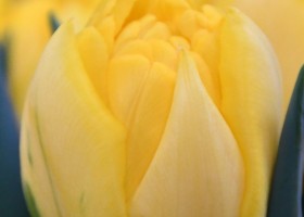 Tulipa Nikon (3)